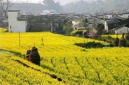 婺源江岭景区15590