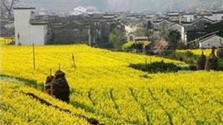 婺源江岭：方婆遗风