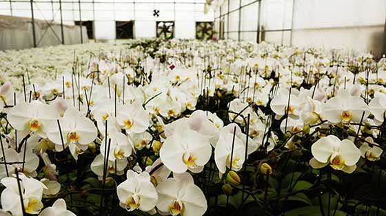 泰山花样年华景区15308