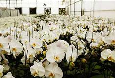 泰山花样年华景区：宝岛兰宛