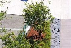 石家庄植物园：药用植物园