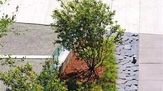 石家庄植物园：药用植物园