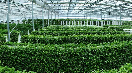 泰山花样年华景区未来田园