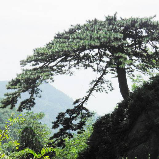 泰山望人松 泰山望人松