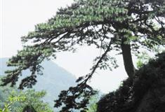 泰山望人松有什么好看的
