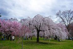 大连铭湖国际温泉滑雪度假区：樱花园