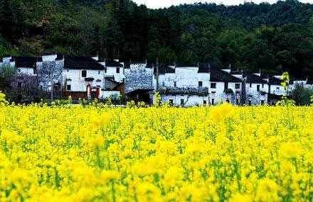 婺源江岭景区15593