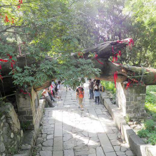 泰山四槐树 泰山四槐树