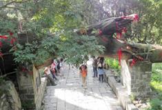 泰山四槐树有什么好看的