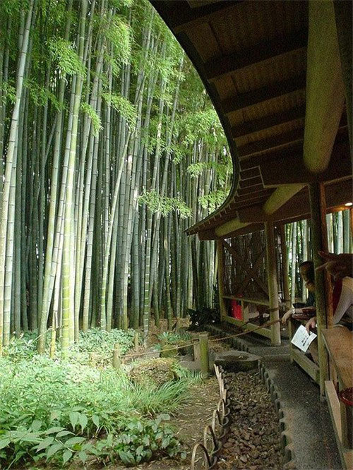 石家庄植物园15559