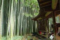 石家庄植物园：竹园