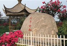 泰山花样年华景区：千年紫薇