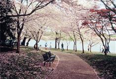 石家庄植物园：樱花园