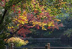 寄畅园知鱼槛有什么好看的