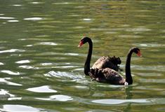 徐家汇公园：汇金湖