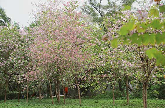 广州天河公园东门