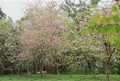 广州天河公园：北门