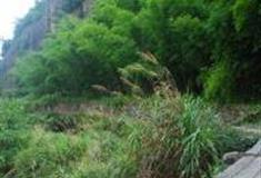 温州寨下岭古道怎么玩？附游玩路线