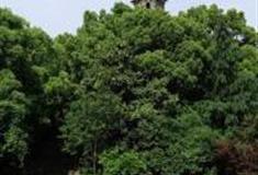 九江浔阳江头文化景区怎么玩？附游玩路线