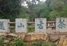 普洱景迈山古茶林景区怎么玩？附游玩路线