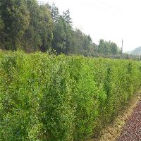 中国科学院华南植物园女贞