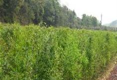 中国科学院华南植物园：女贞