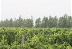 广州世外萄园怎么玩？附游玩路线