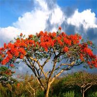 中国科学院华南植物园凤凰木