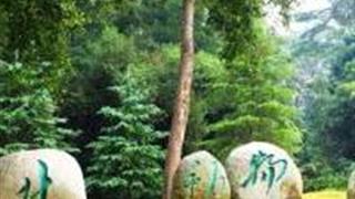 桂林动物园怎么玩？附游玩路线