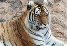 长沙生态动物园：孟加拉虎园