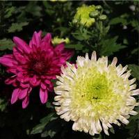 南京莫愁湖17916