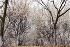 广州香雪公园怎么玩？附游玩路线