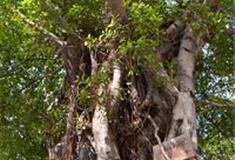 李小龙乐园：百年榕树