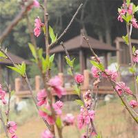 广州市流溪河国家森林公园19262