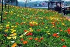 重庆驿都花海怎么玩？附游玩路线