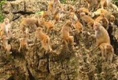 中国虎园：猴山