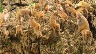 中国虎园：猴山