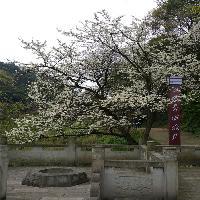 中泰天心佛文化旅游区19785