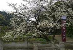 中泰天心佛文化旅游区：夕阳古道