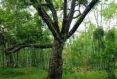 广州湖心岛旅游风景区怎么玩？附游玩路线