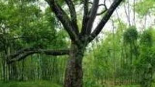 广州湖心岛旅游风景区怎么玩？附游玩路线