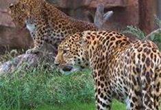 长沙生态动物园：豹馆