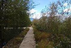 拉市海湿地公园：摄影大道