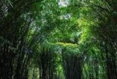 成都斑竹林景区怎么玩？附游玩路线