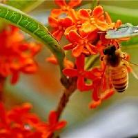 杭州西湖风景名胜区金桂秋满