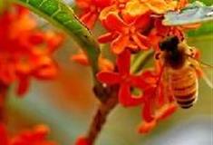 杭州西湖风景名胜区：金桂秋满