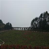 中泰天心佛文化旅游区19787