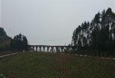 中泰天心佛文化旅游区：红枫林