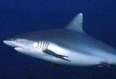 广州海洋馆：鲨鱼馆