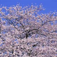 三水荷花世界17323